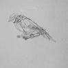 Catherine Gontier - oiseau